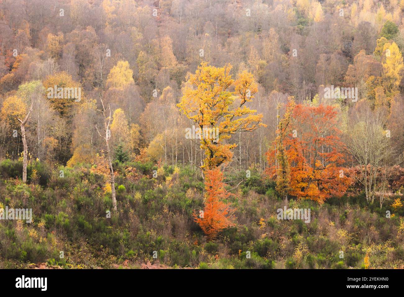 Vivace fogliame autunnale in una tranquilla area boschiva del Perthshire, che presenta una ricca miscela di colori autunnali in Scozia, Regno Unito. Foto Stock