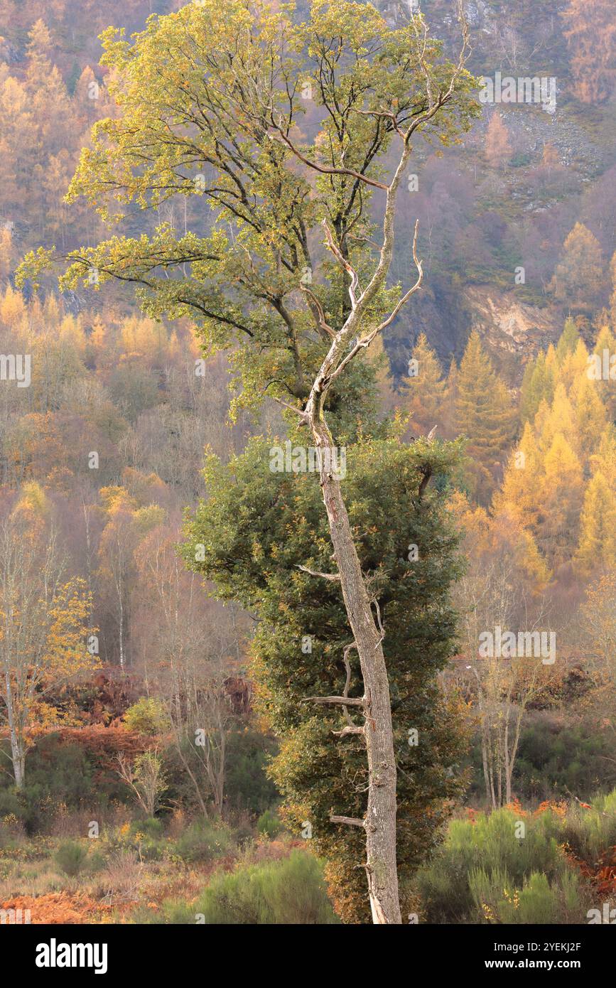 Un impressionante albero morto sorge in mezzo a un vivace fogliame autunnale, creando un bel contrasto nelle foreste del Perthshire, in Scozia. Foto Stock