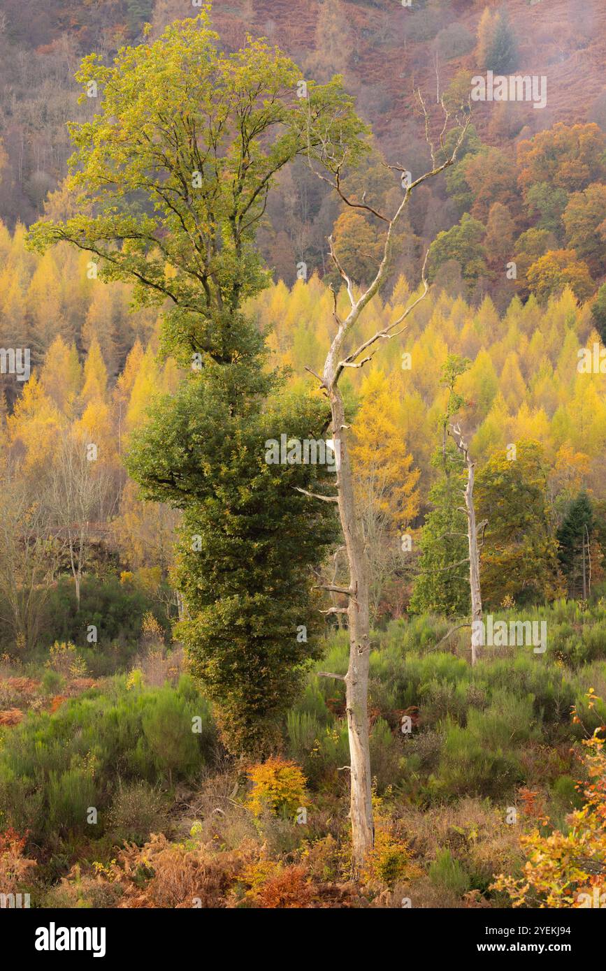 Un impressionante albero morto sorge in mezzo a un vivace fogliame autunnale, creando un bel contrasto nelle foreste del Perthshire, in Scozia. Foto Stock