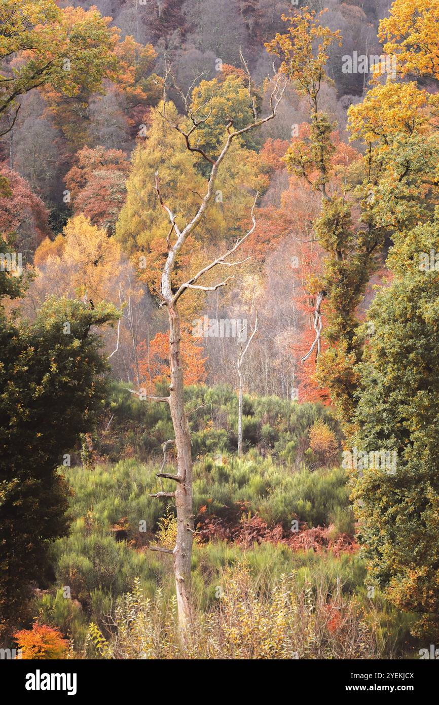 Un impressionante albero morto sorge in mezzo a un vivace fogliame autunnale, creando un bel contrasto nelle foreste del Perthshire, in Scozia. Foto Stock