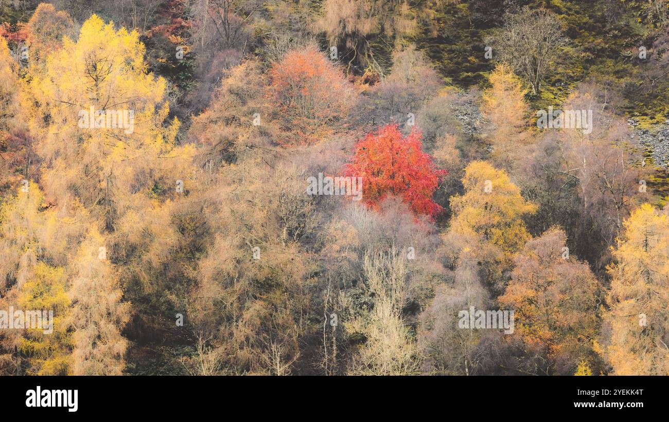 Un vivace albero rosso contrasta splendidamente con i larici dorati in una tranquilla foresta autunnale nel Perthshire, in Scozia. Foto Stock