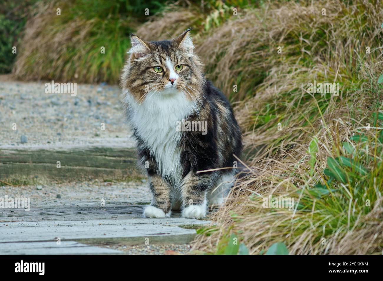 Gatto siberiano amico dell'uomo. Grande gatto in giardino. Ritratto dettagliato. Fiori, cespugli, alberi, luce del sole. Gatto al guinzaglio. Foto Stock
