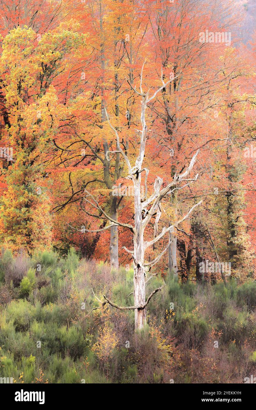 Un impressionante albero morto sorge in mezzo a un vivace fogliame autunnale, creando un bel contrasto nelle foreste del Perthshire, in Scozia. Foto Stock