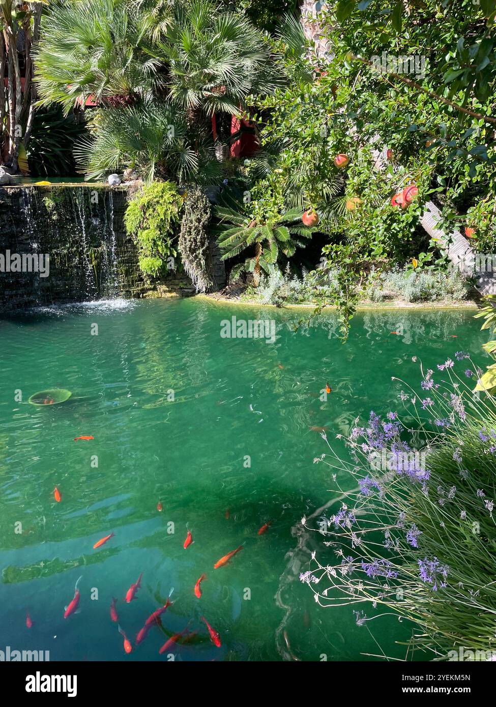 Laghetto tailandese di Koi Foto Stock