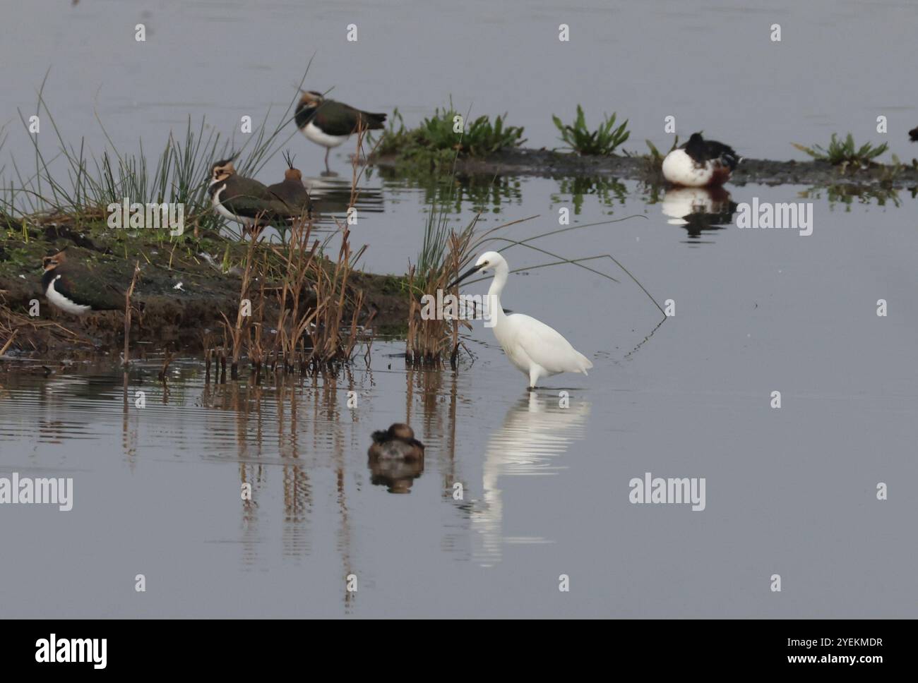 Purfleet Essex, Regno Unito. 27 agosto 2024. PURFLEET, Regno Unito, AGOSTO 27: KingFisher presso RSPB Rainham Marshes Nature Reserve, Purfleet, Essex - 27 agosto 2024. Crediti: Action foto Sport/Alamy Live News Foto Stock