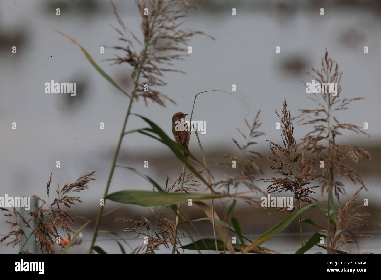 Purfleet Essex, Regno Unito. 27 agosto 2024. PURFLEET, Regno Unito, AGOSTO 27: KingFisher presso RSPB Rainham Marshes Nature Reserve, Purfleet, Essex - 27 agosto 2024. Crediti: Action foto Sport/Alamy Live News Foto Stock