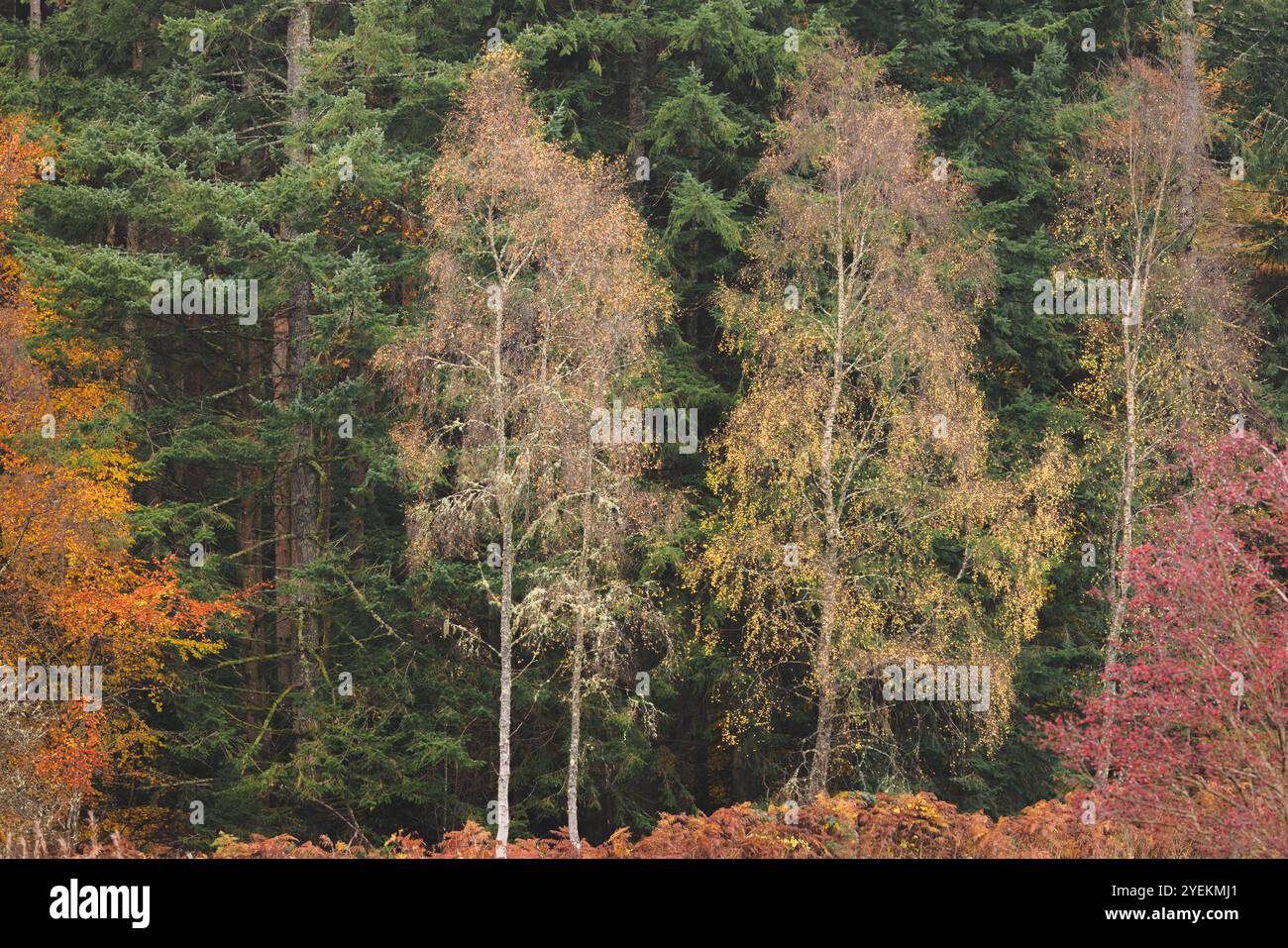 Gli alberi di betulla d'autunno d'oro creano un contrasto sorprendente con la foresta di conifere scura del Perthshire, in Scozia. Foto Stock