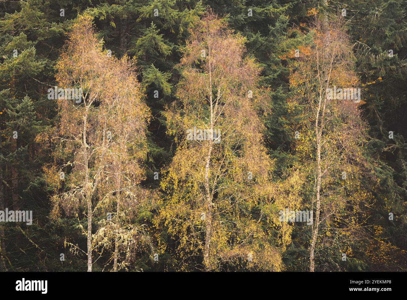 Gli alberi di betulla d'autunno d'oro creano un contrasto sorprendente con la foresta di conifere scura del Perthshire, in Scozia. Foto Stock