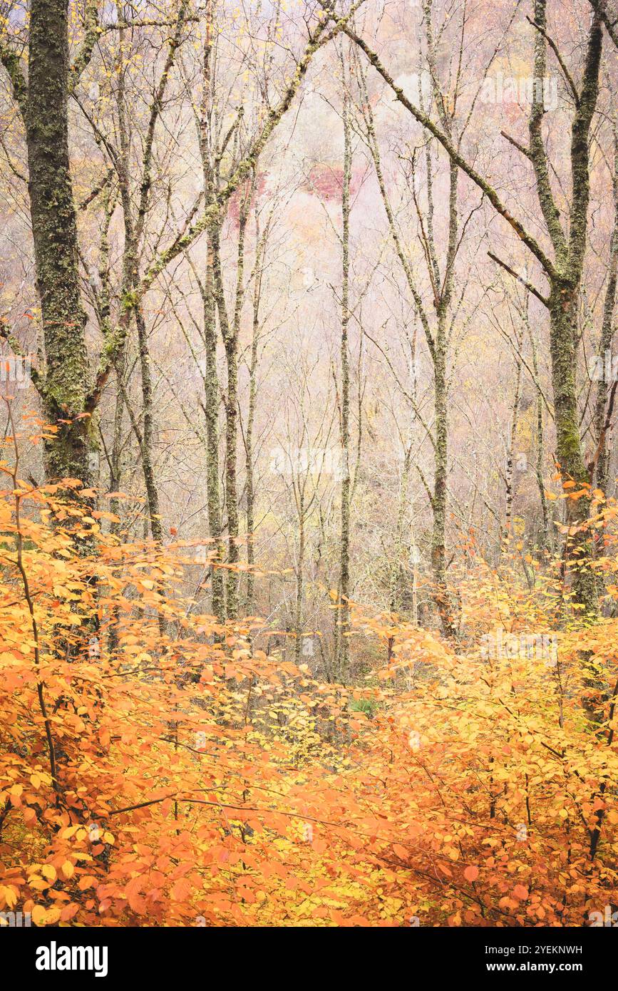 Le foglie d'autunno dorate riempiono la tranquilla scena boschiva, creando un'atmosfera dolce e serena nella foresta scozzese. Foto Stock