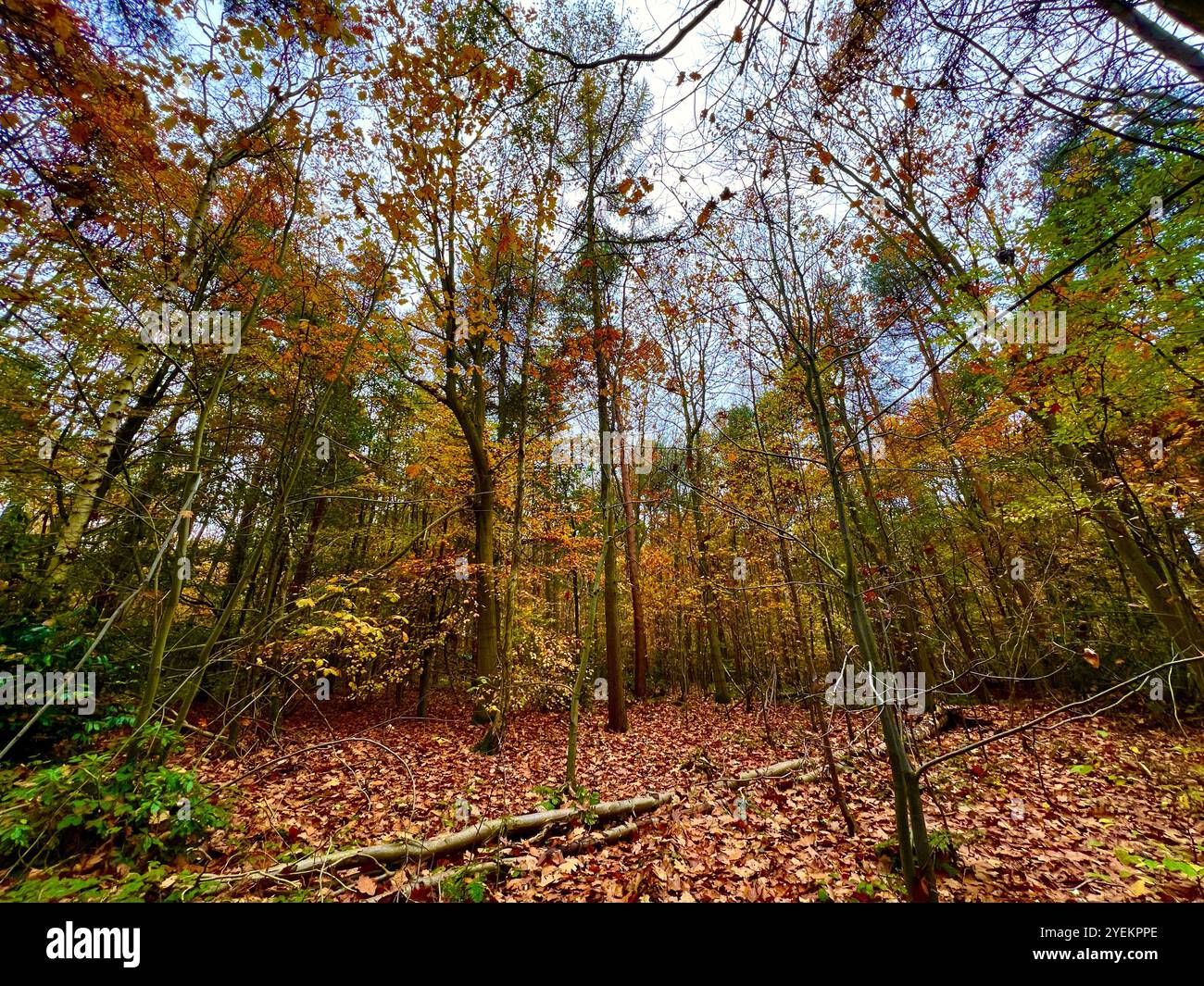 Le foglie autunnali sono a tre nel bosco. Autunno in Inghilterra, - Immagine stock catturata con smartphone