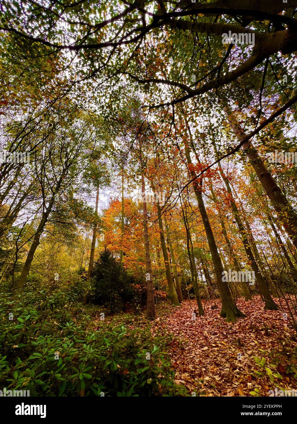 Foglie autunnali grandangolari su tre nel bosco. Autunno in Inghilterra, - Immagine stock catturata con smartphone