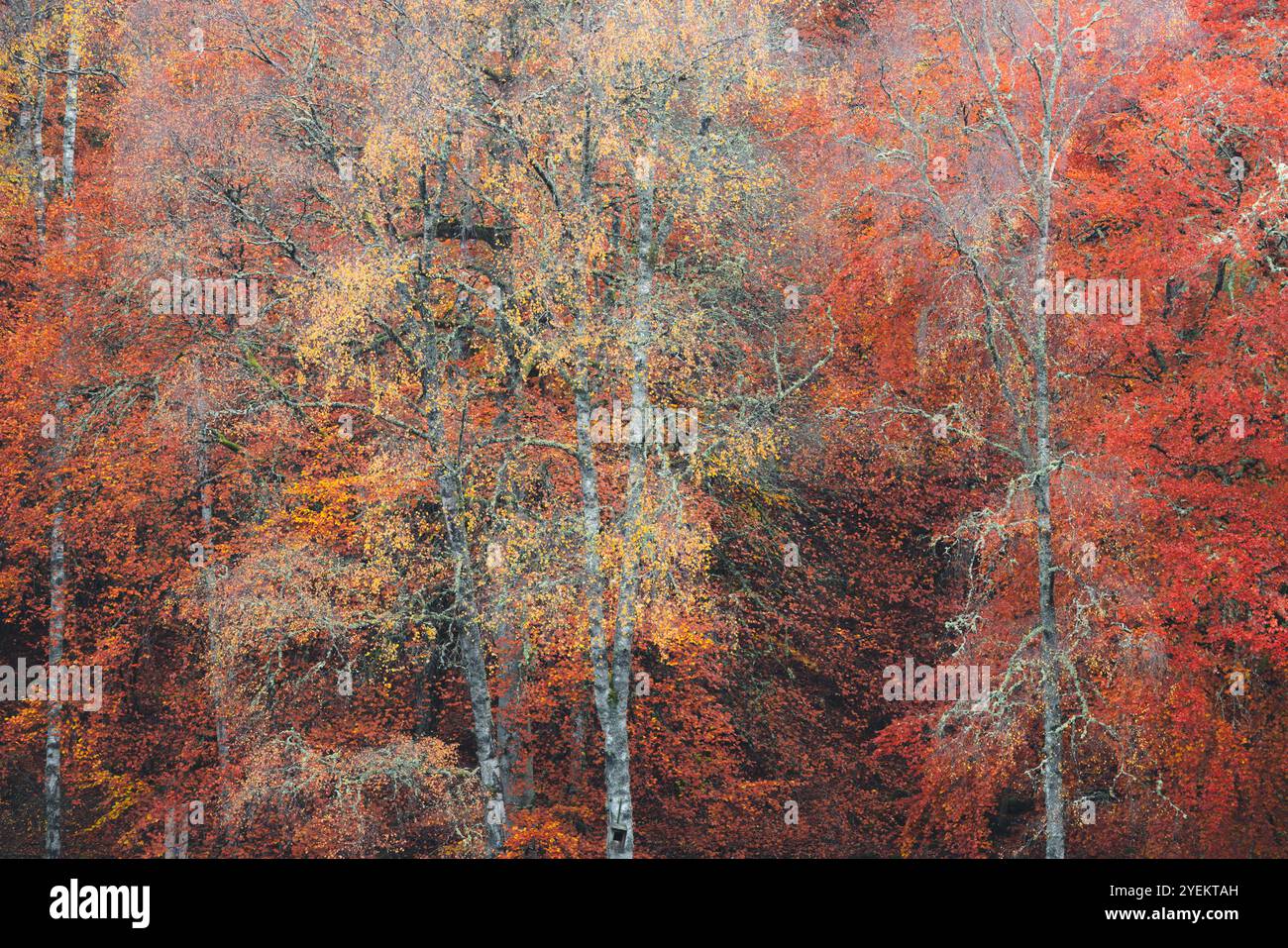 Una vibrante scena autunnale alla Faskally Forest of Trees con rami intricati su uno sfondo denso di fogliame nel Perthshire, in Scozia, catturando il Foto Stock