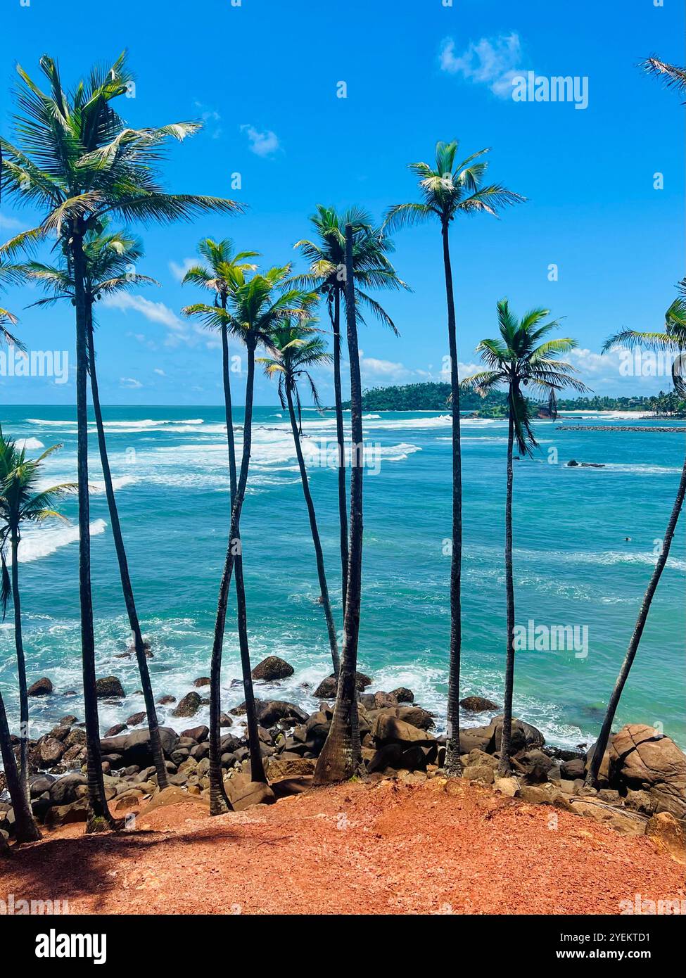 Alte palme di fronte all'oceano blu Foto Stock
