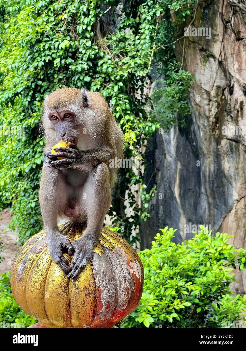 Monkey mangiare la frutta Foto Stock