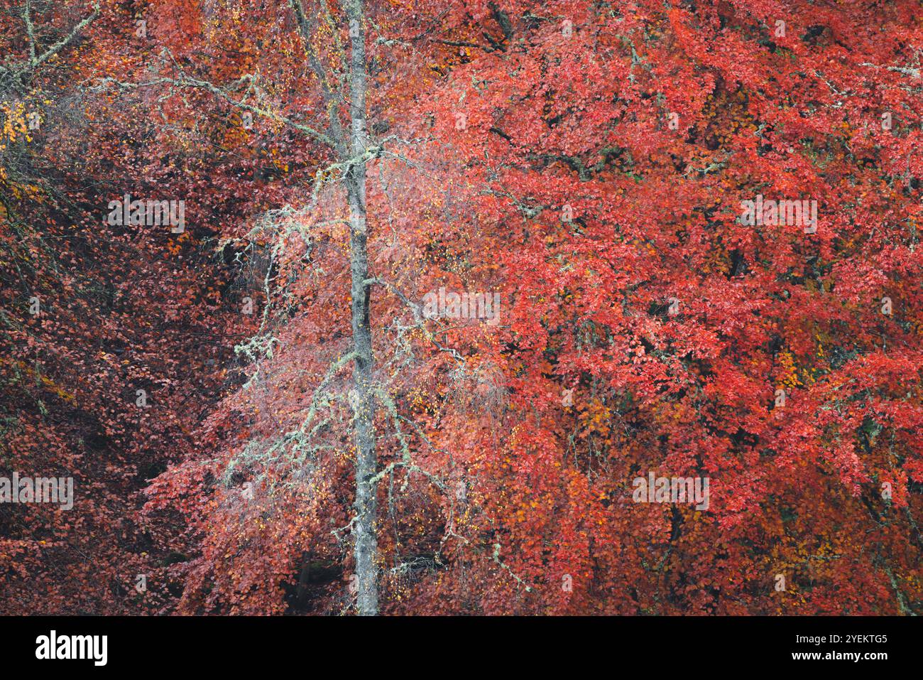 Una vibrante scena autunnale alla Faskally Forest of Trees con rami intricati su uno sfondo denso di fogliame nel Perthshire, in Scozia, catturando il Foto Stock