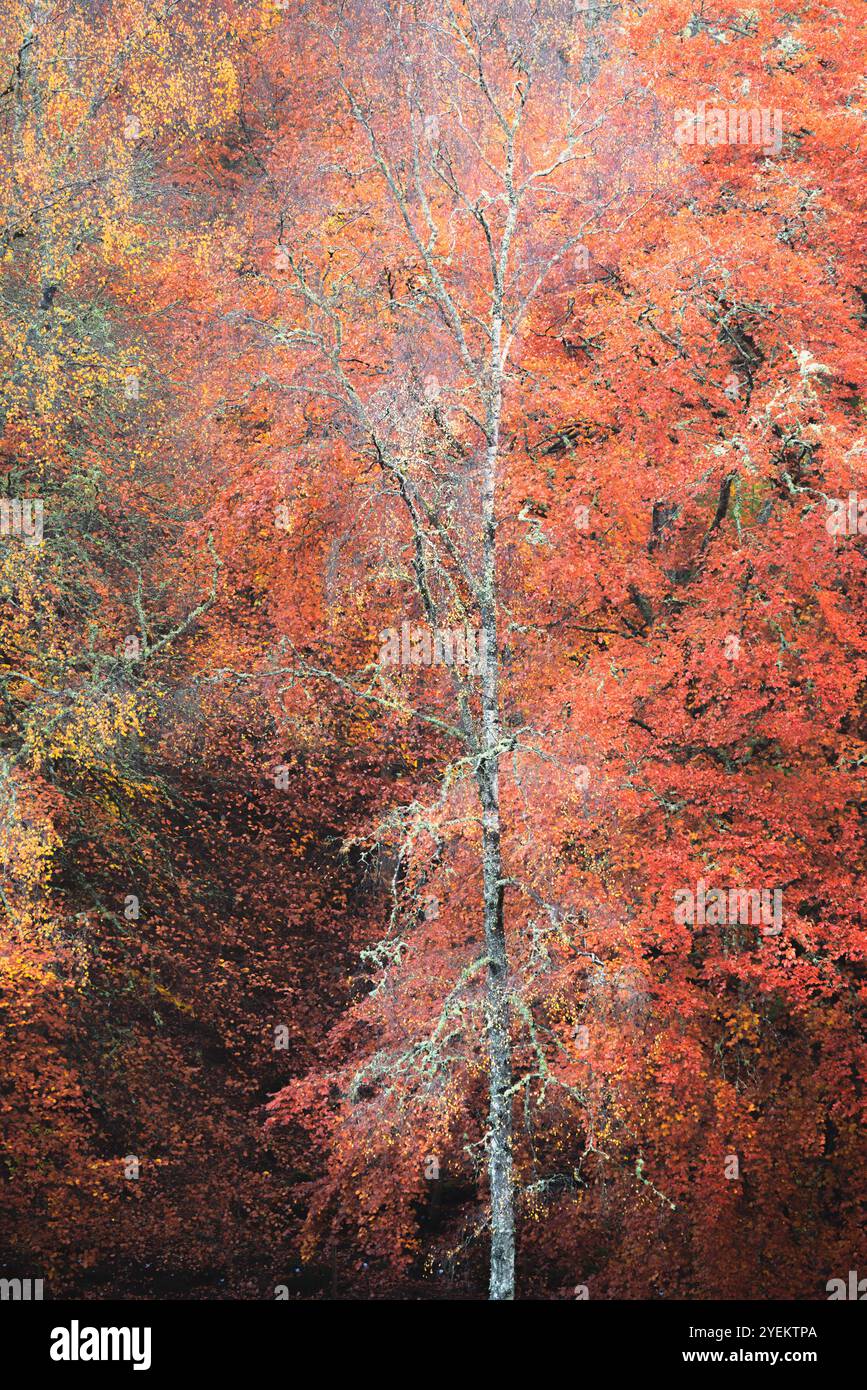Una vibrante scena autunnale nella Faskally Forest di un albero con rami intricati su uno sfondo denso di fogliame nel Perthshire, in Scozia, che cattura il Foto Stock