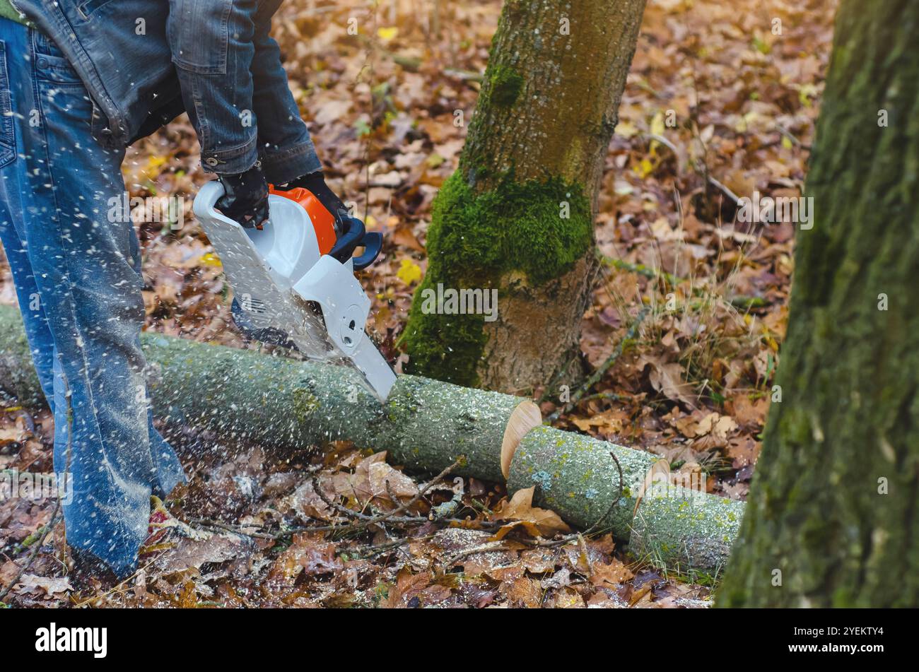 Lavoratore forestale con motosega - albero di abbattimento dei lembi in operazione di registrazione sostenibile Foto Stock