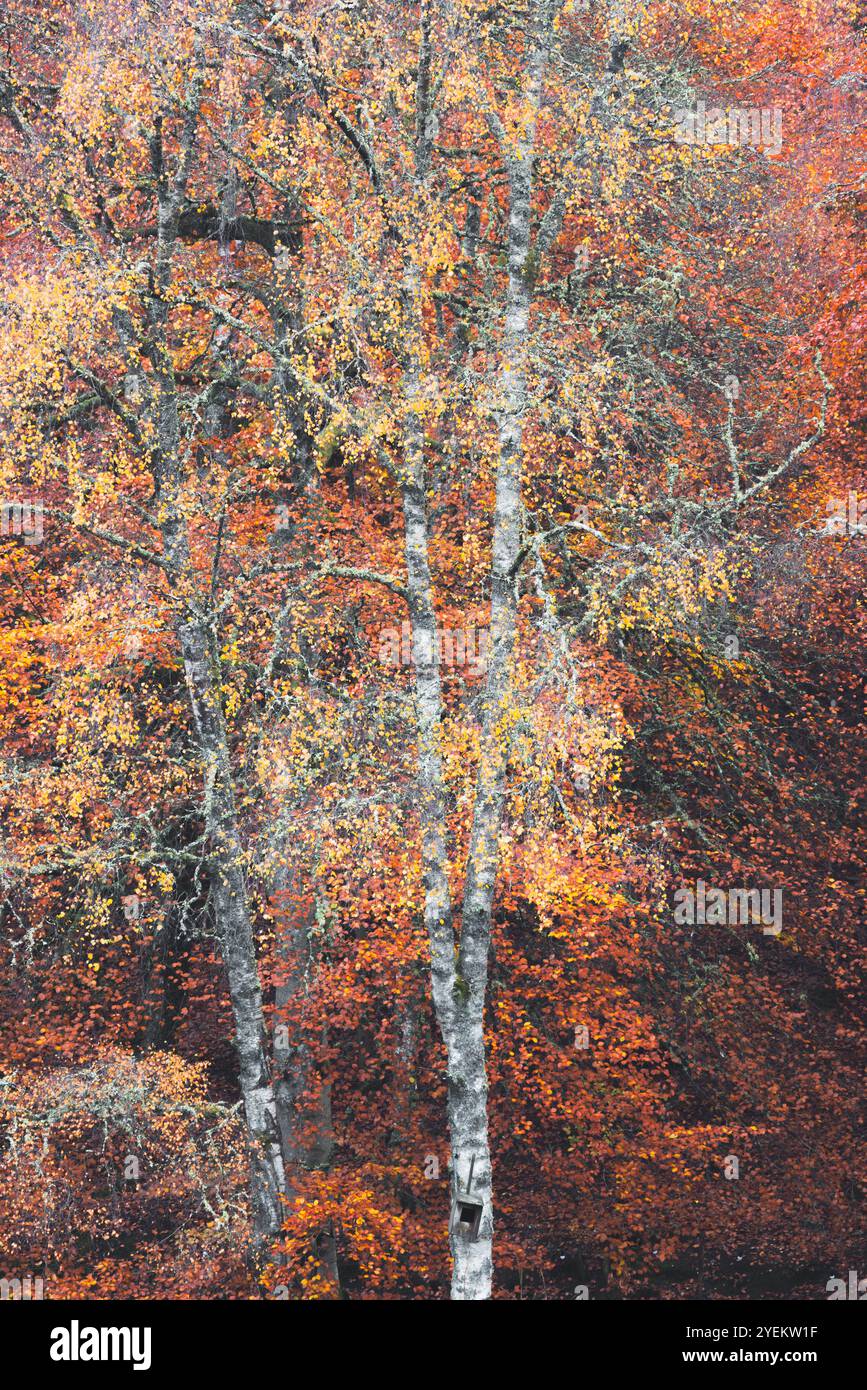 Una vibrante scena autunnale nella Faskally Forest di un albero con rami intricati su uno sfondo denso di fogliame nel Perthshire, in Scozia, che cattura il Foto Stock