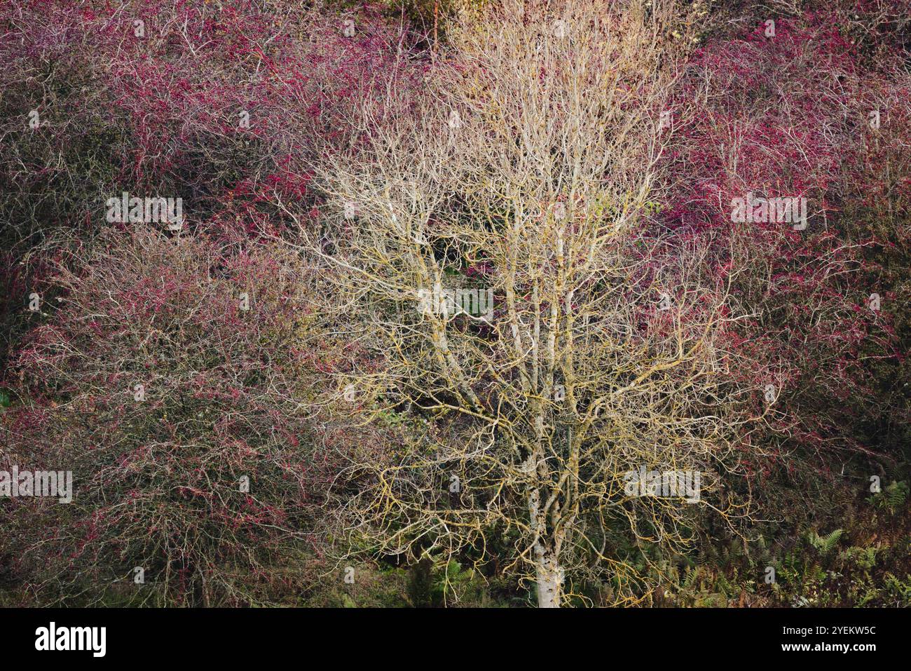 Un tranquillo bosco a Fife, Scozia, mostra un vivace arazzo di colori autunnali, con un ricco fogliame e un tranquillo paesaggio forestale. Foto Stock