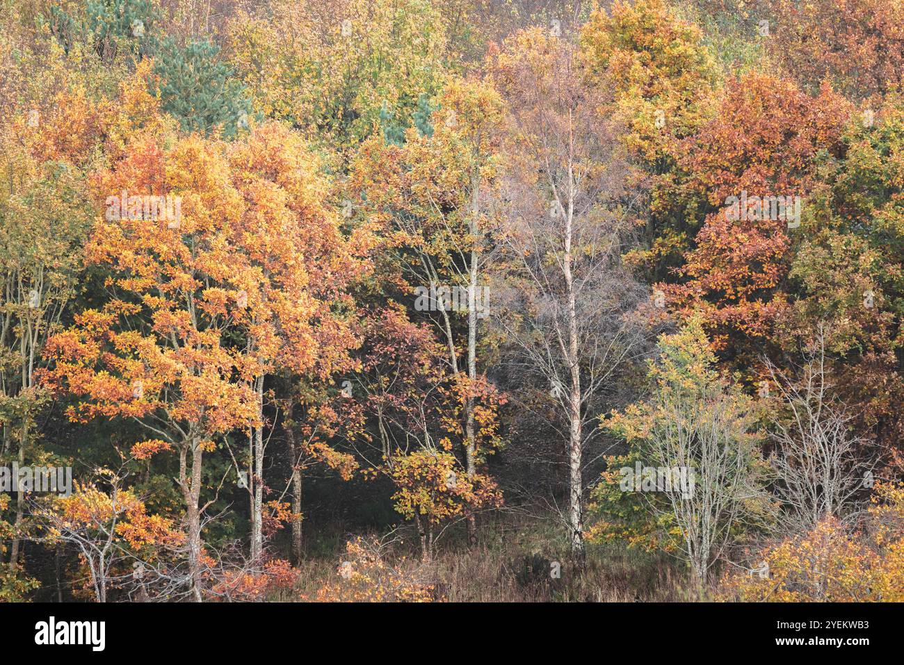 Un tranquillo bosco a Fife, Scozia, mostra un vivace arazzo di colori autunnali, con un ricco fogliame e un tranquillo paesaggio forestale. Foto Stock