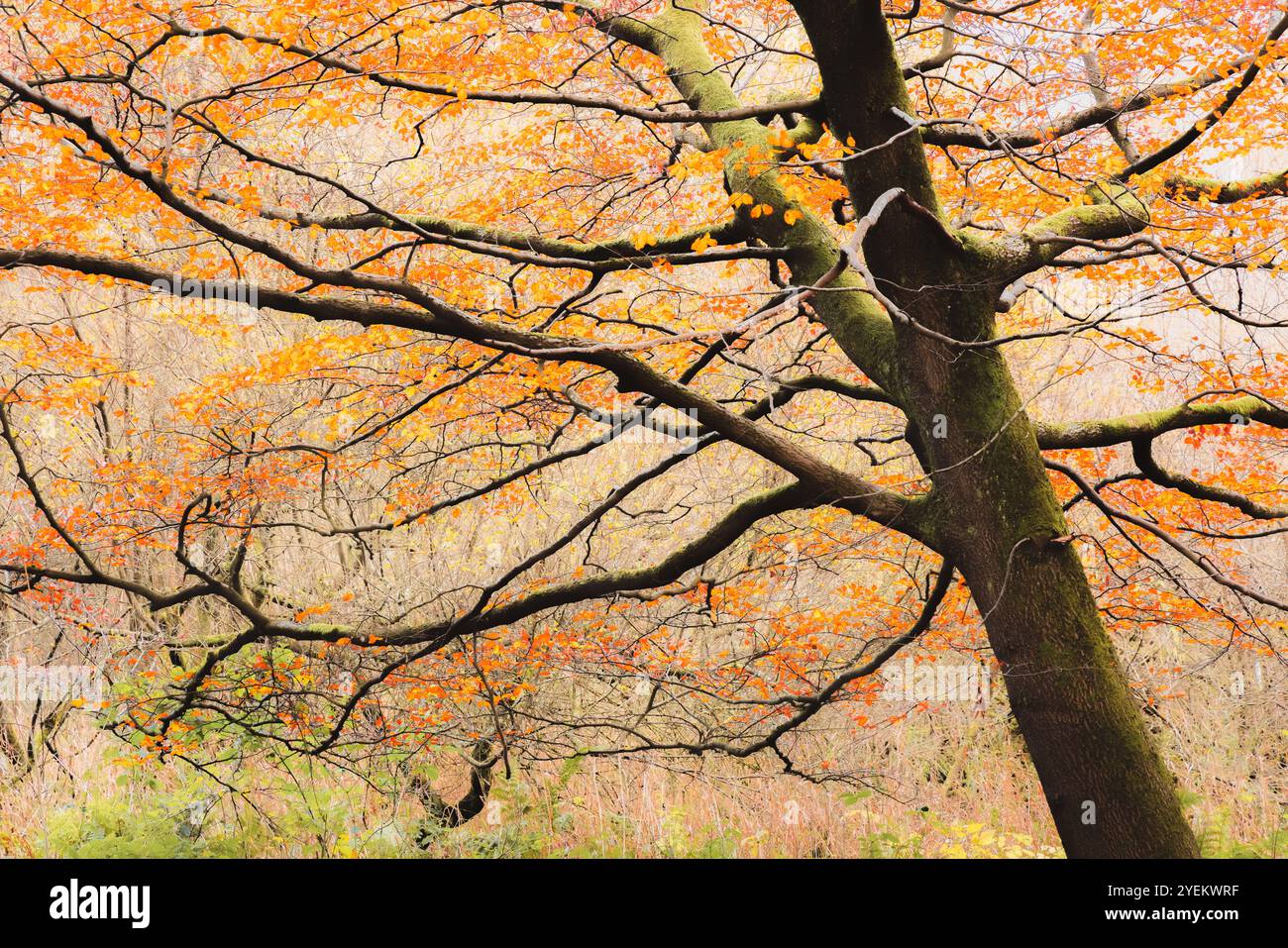 Una vibrante scena autunnale a Fife, Scozia, con foglie d'arancio che adornano un albero coperto di muschio, creando un tranquillo e pittoresco paesaggio boschivo. Foto Stock