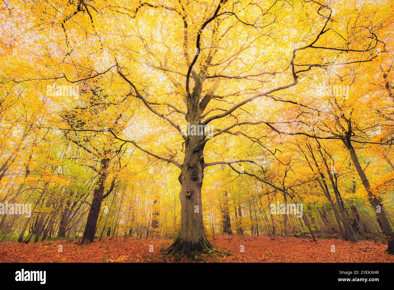 Un albero maestoso con vibranti foglie autunnali forma un baldacchino dorato, creando una tranquilla e pittoresca scena boschiva a Fife, Scozia. Foto Stock