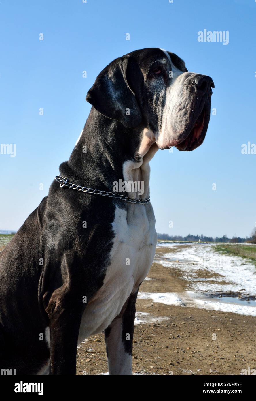 Un bellissimo cane da cane nella campagna innevata durante l'inverno. Foto Stock