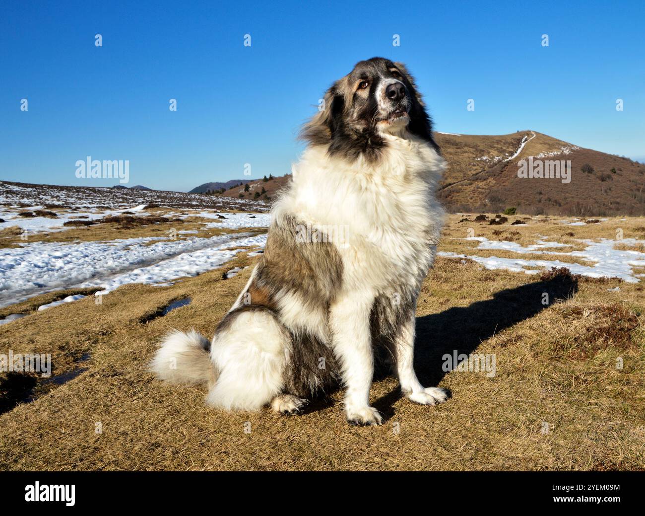 Bellissimo cane da montagna dei Pirenei in montagna, questa è una razza di cani da pastore. Foto Stock