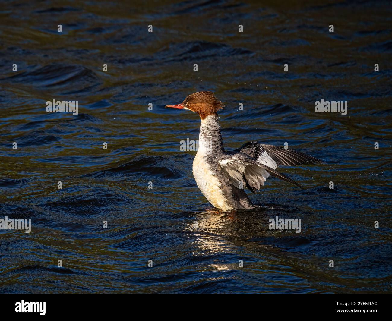 Merganser dal petto rosso sul fiume Ystwyth. Foto Stock