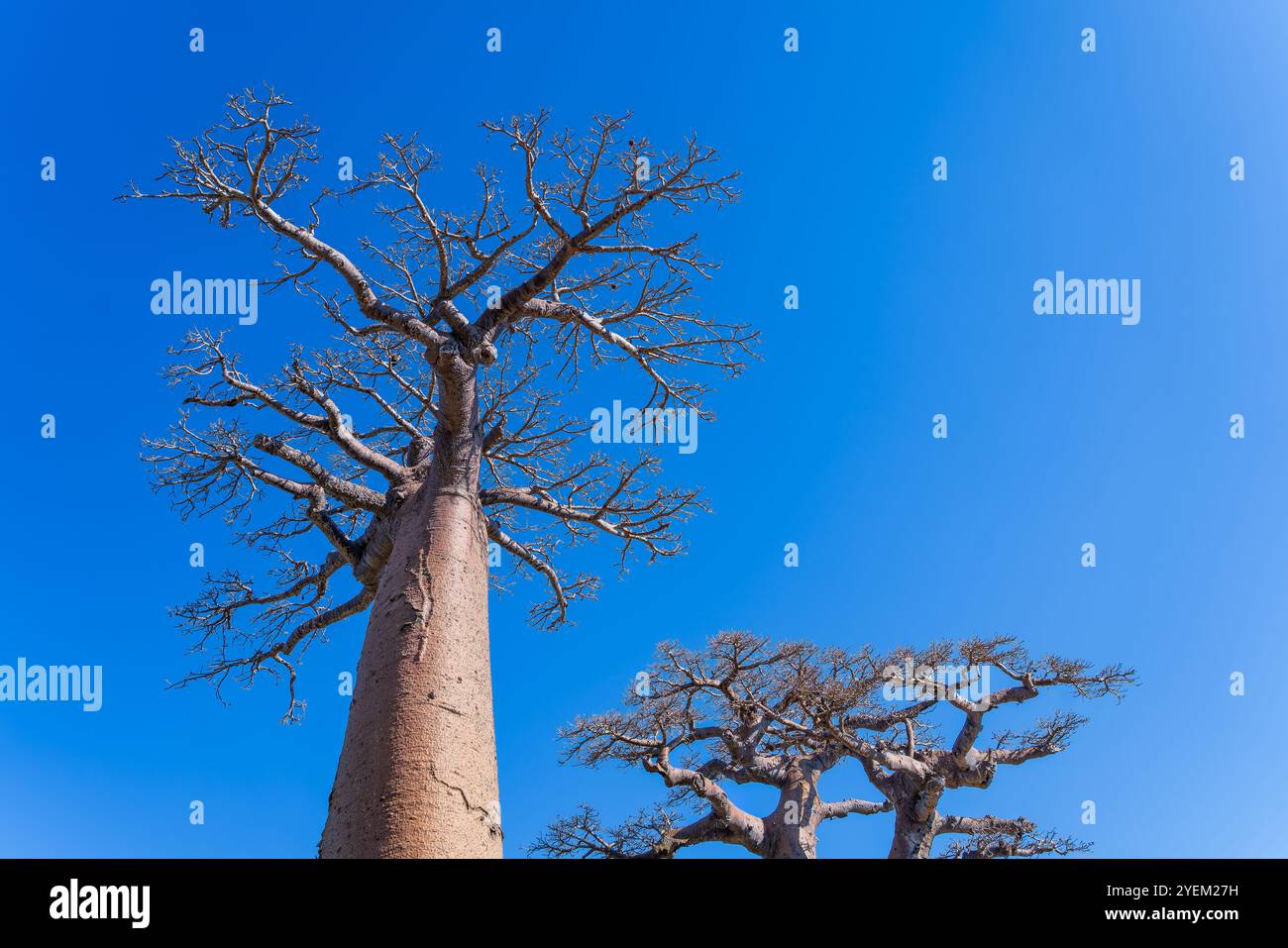 Una vista a basso angolo dei maestosi alberi di baobab con tronchi spessi e lisci e rami contorti contro un cielo azzurro. Questi alberi iconici sono un simbolo di Foto Stock