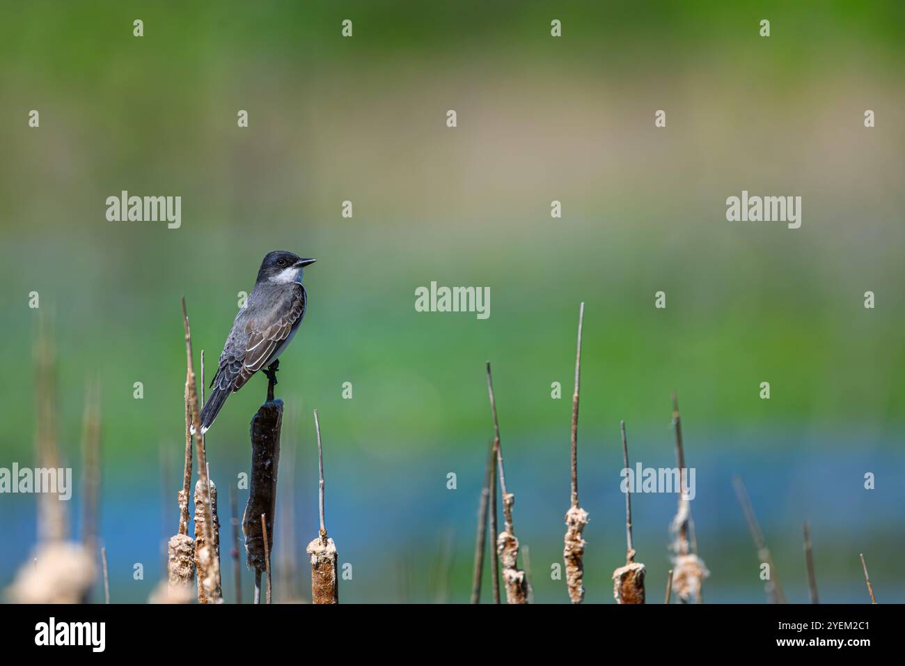 Un uccello di Kingbird orientale (Tyrannus tyrannus) appollaiato su una coda di gatto nel Michigan, Stati Uniti. Foto Stock