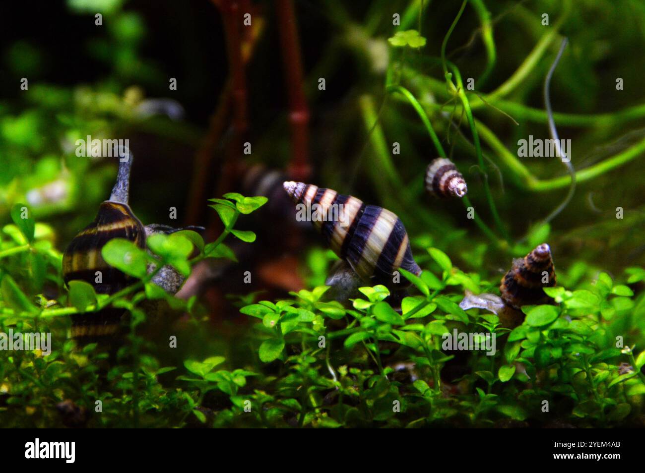 Anentome helena o la lumaca assassina che sta mangiando un'altra lumaca. Foto Stock