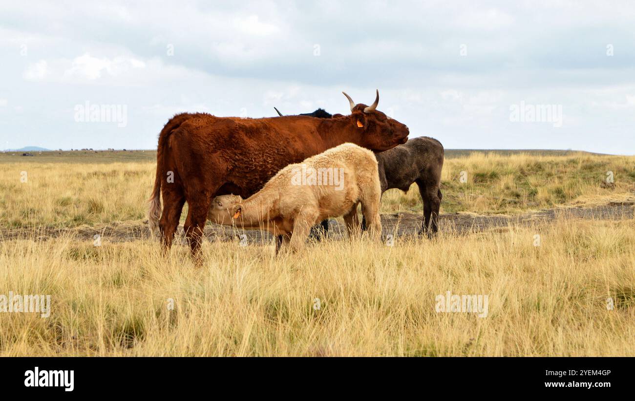 Mucca madre che succhia il suo vitello in un pascolo di montagna Foto Stock