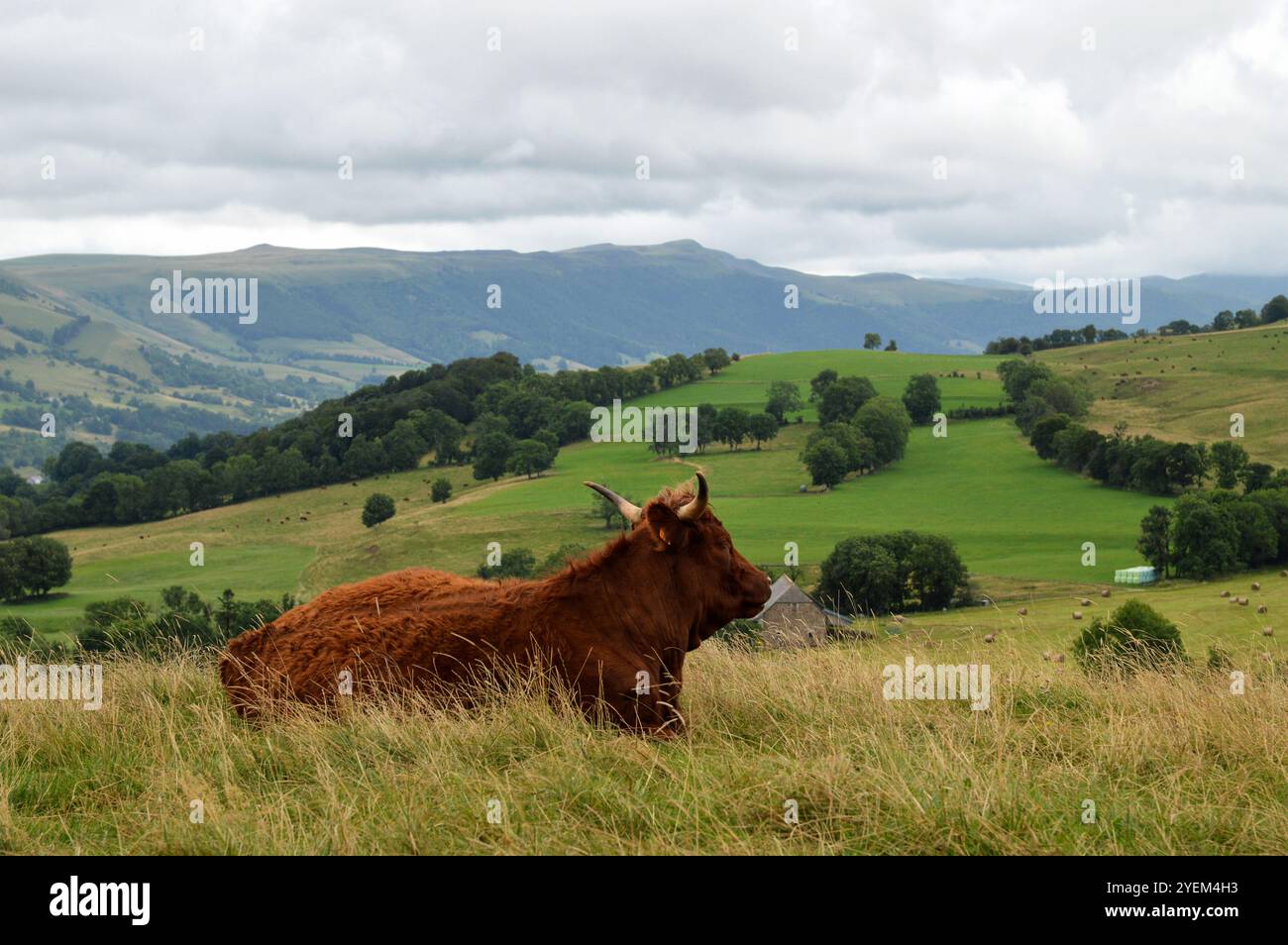 Mucca di razza Salers nel pascolo di montagna Foto Stock