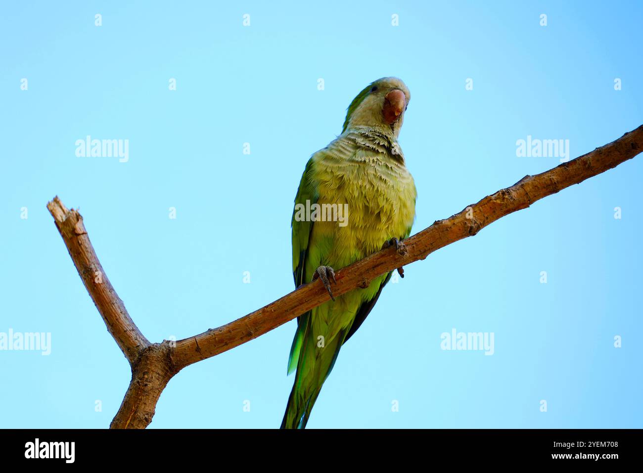 Pappagalli in un albero sulla Plaza de la Merced nella città spagnola Malaga, Andalusia, Spagna Foto Stock