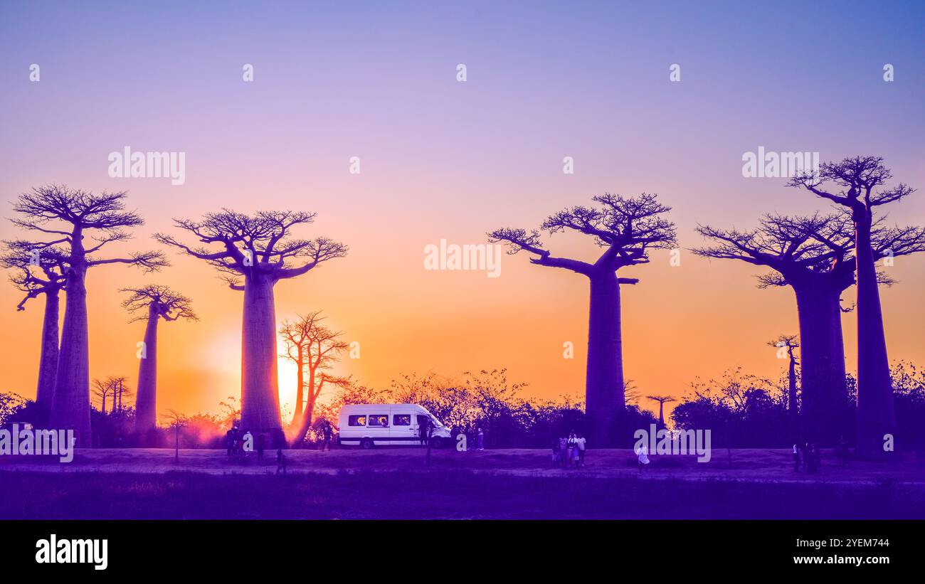 Morondava, Madagascar - 26 agosto 2024: Turisti e gente del posto si riuniscono per scattare foto o giocare intorno agli alberi di baobab sul viale dei Baobab durante Foto Stock