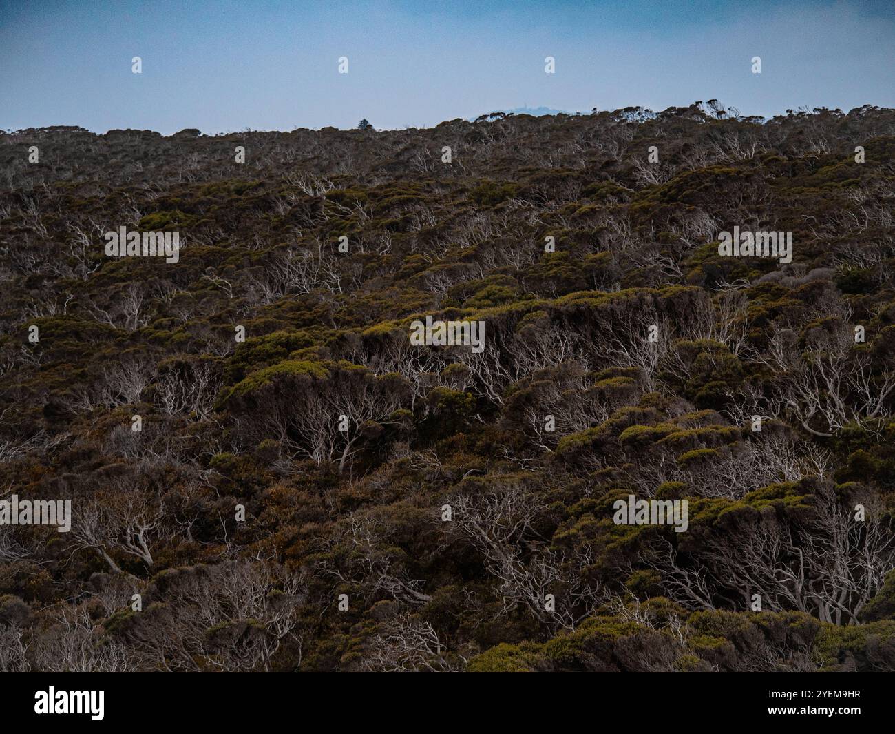 Esplora le lussureggianti foreste del Point Nepean National Park, Australia, una tranquilla fuga naturale piena di vegetazione vibrante e sentieri tranquilli Foto Stock