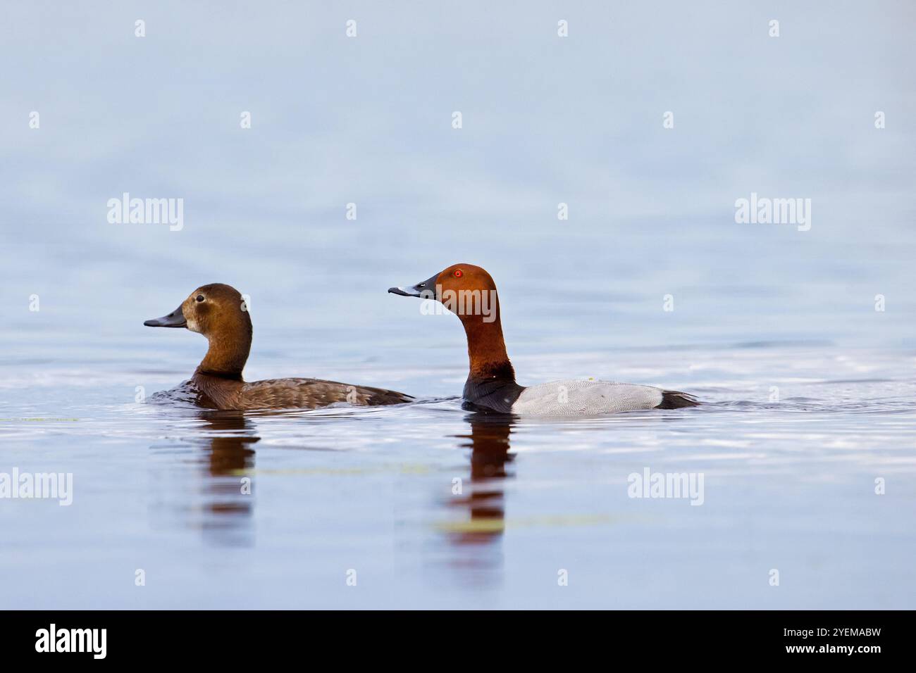 Coppia di pochard comuni / pochard europeo (Aythya farina / Anas ferina) nuoto maschile e femminile nello stagno Foto Stock