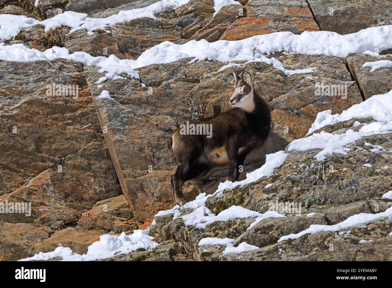 Camosci alpino (Rupicapra rupicapra) giovanile in cappotto invernale scuro che si forgia in ripide pareti rocciose innevate nelle Alpi europee Foto Stock