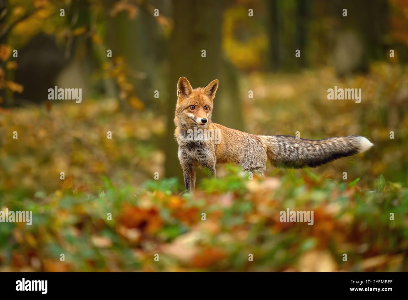 Fox si muove nella natura autunnale. Foto Stock