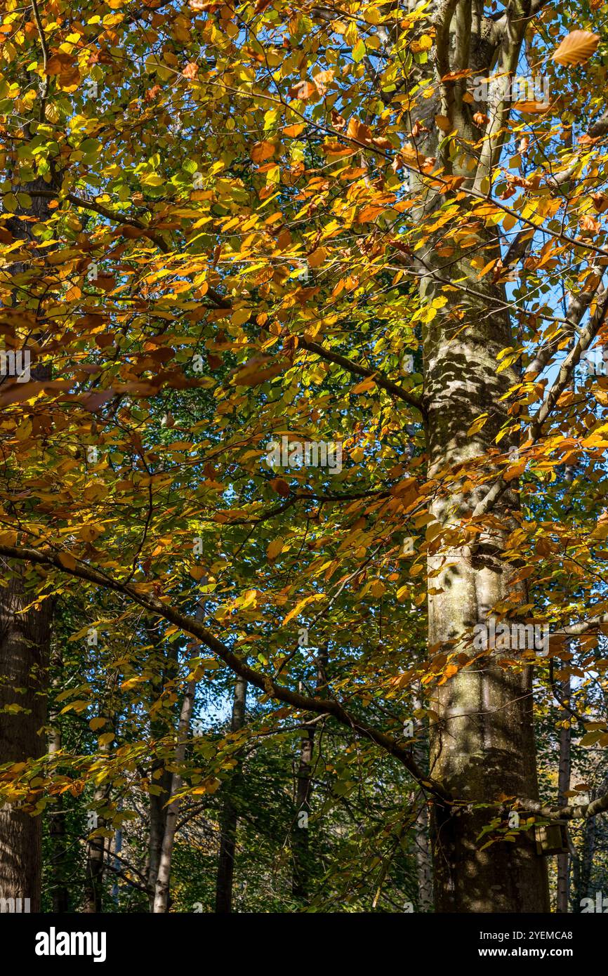 Alberi di faggio autunnali a Roslin Glen, Midlothian, Scozia, Regno Unito Foto Stock