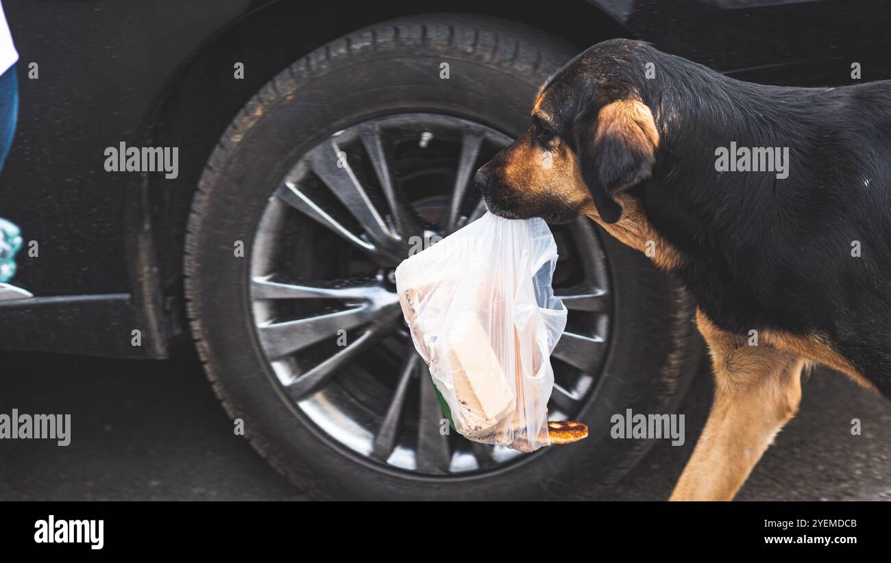 Cane senza tetto randagio per le strade della Georgia di campagna bellissimi animali soffici carini Foto Stock