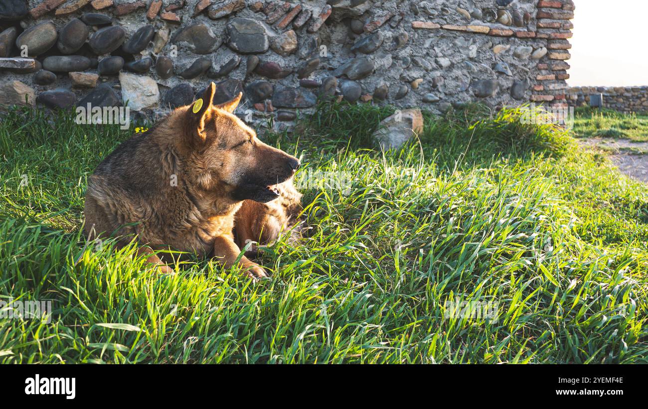 Cane senza tetto randagio per le strade della Georgia di campagna bellissimi animali soffici carini Foto Stock