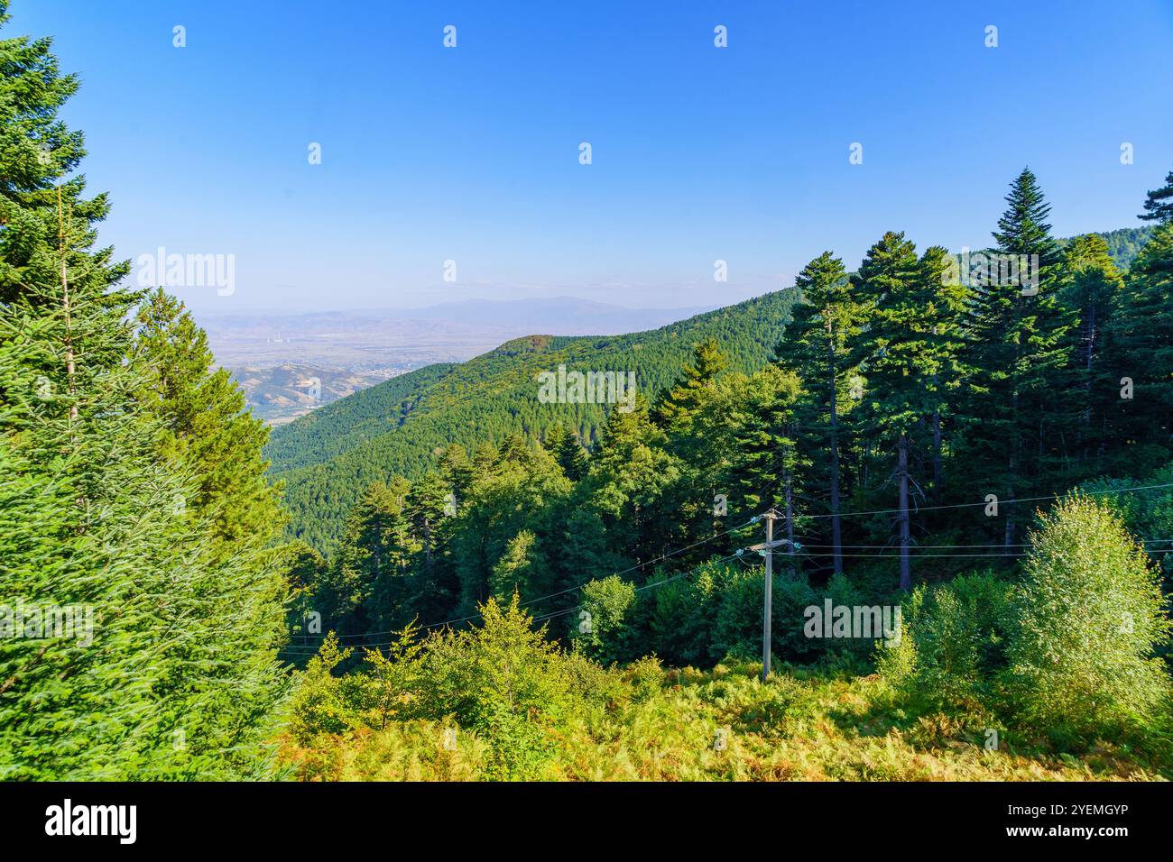 Vista del paesaggio forestale nel Parco Nazionale Pelister, Macedonia del Nord Foto Stock