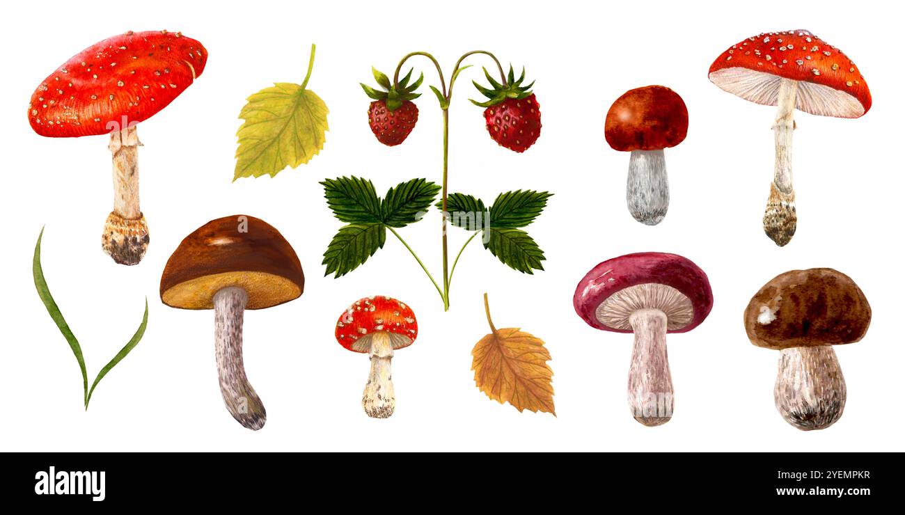 Set di funghi acquerelli. Illustrazione botanica con Fly agarico, funghi rossi amanita e fragole Foto Stock