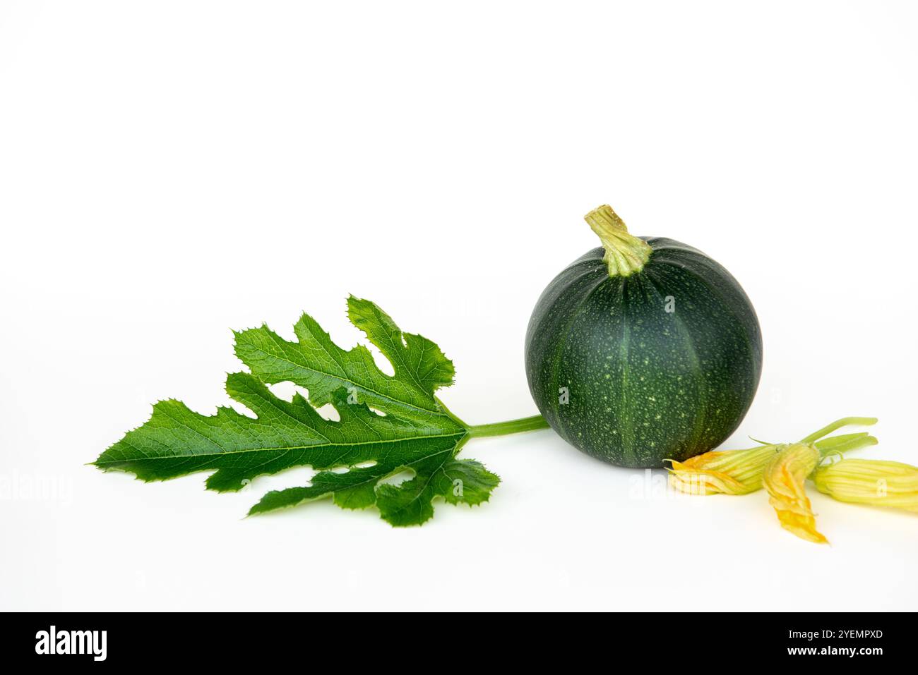 Zucchine verdi o zucchine tonde - cucurbita pepo su sfondo bianco Foto Stock