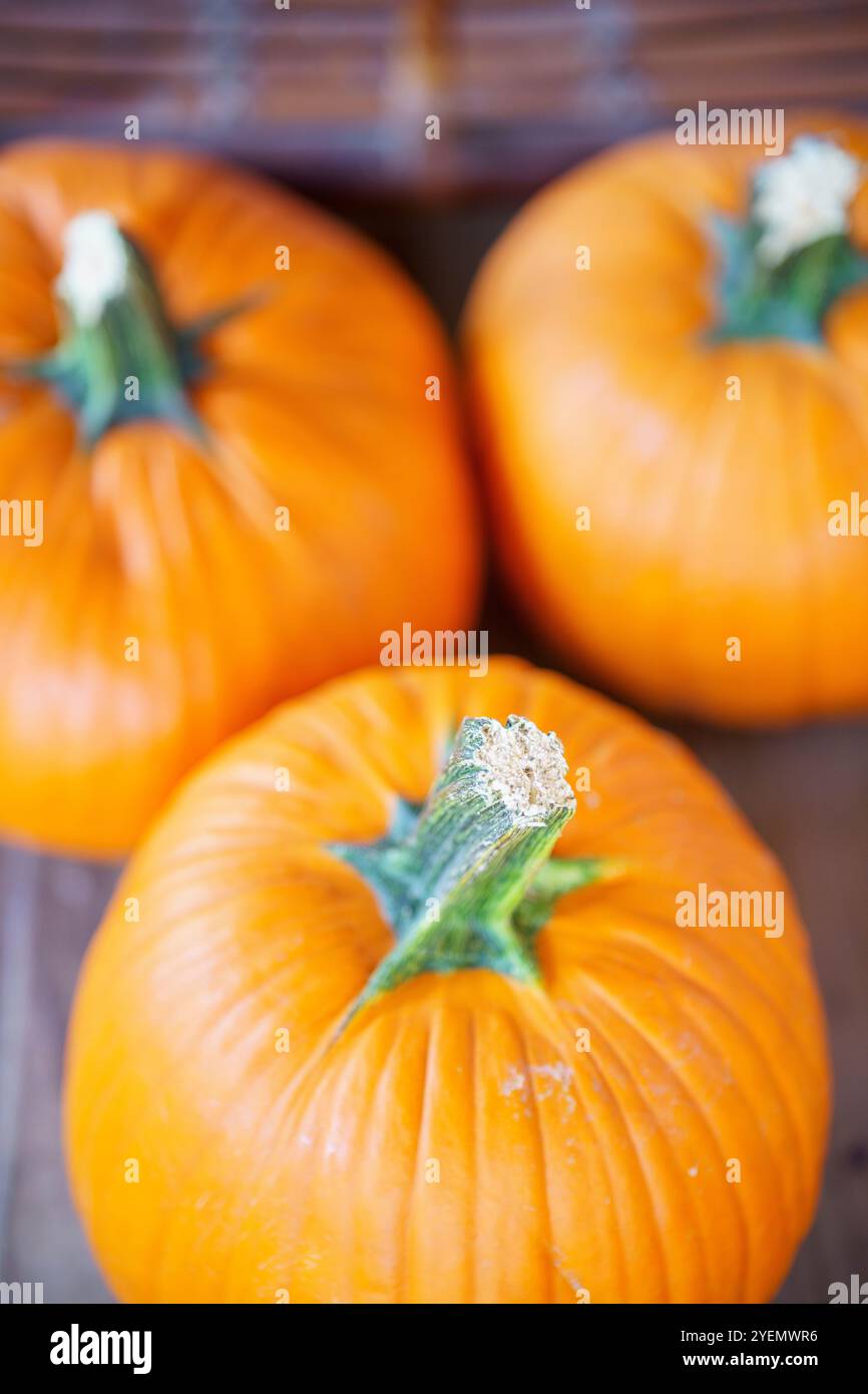 Foto di scorta natalizia della zucca arancione Foto Stock