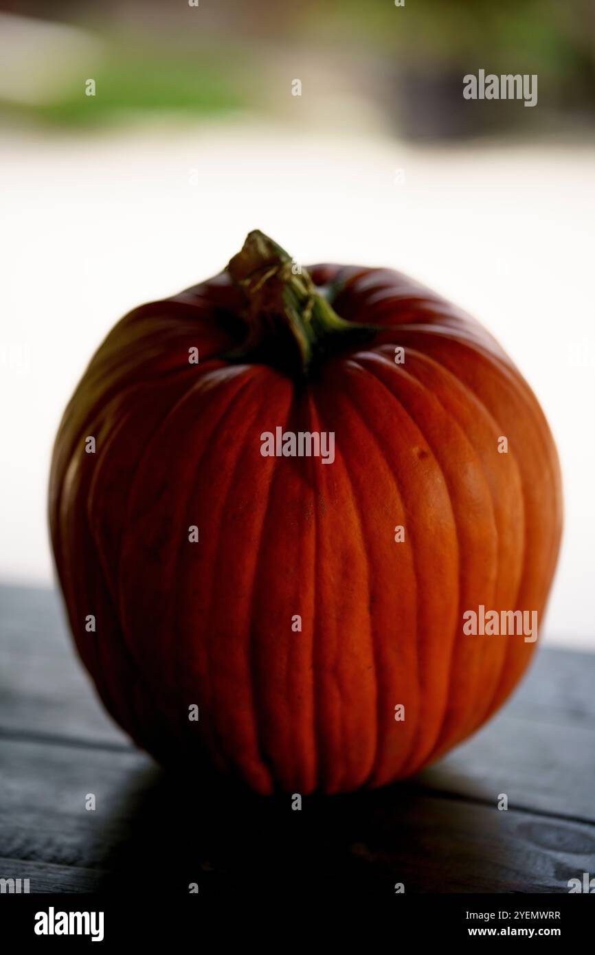 Foto di scorta natalizia della zucca arancione Foto Stock
