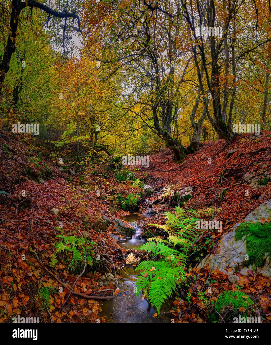 vista panoramica di un ruscello con cascate che attraversano una foresta di faggi in un passo di montagna, con foglie marroni e ocra cadute a terra e i tronchi Foto Stock