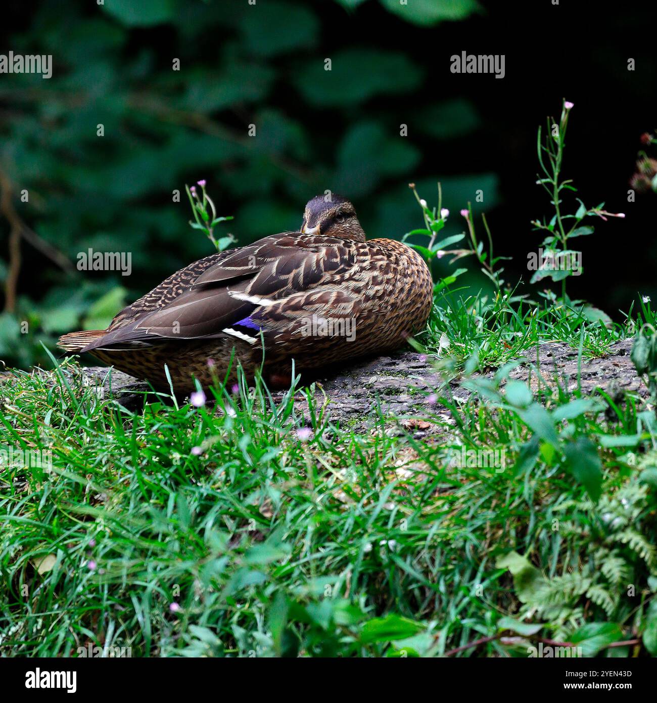 Anatra selvatica (anas platyrhynchos) che riposa. Galles del Sud. Data: Luglio 2024 Foto Stock